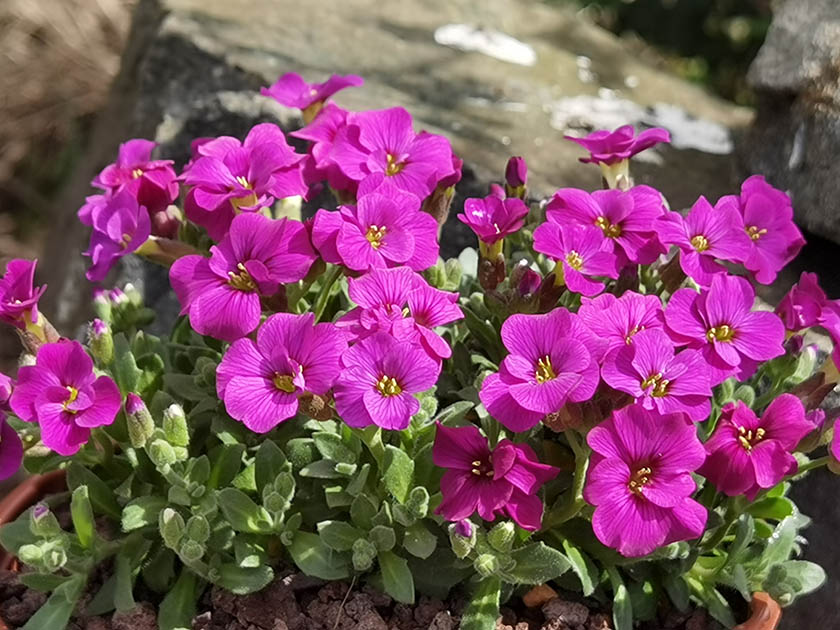 Aubrieta 'Elsa Lancaster'